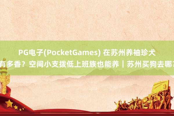 PG电子(PocketGames) 在苏州养袖珍犬有多香？空间小支拨低上班族也能养｜苏州买狗去哪？